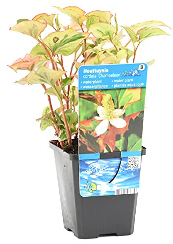 Bloomique - Houttuynia Cordata Chameleon - Buntblatt - Wasserdost - Teichpflanzen - Wasserpflanzen - Winterhart - 10-20 cm Hoch - Topf 9 cm
