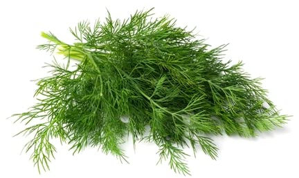 2000+ Samen Dill Anethum graveolens mehrjährig Garten Küchen Kräuter Gewürz Bienenweide