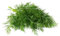 2000+ Samen Dill Anethum graveolens mehrjährig Garten Küchen Kräuter Gewürz Bienenweide