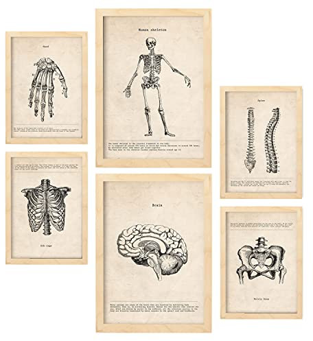 Nacnic Skelett Postern. Medizinische Illustrationen im Vintage Stil von Anatomie, Körperteilen, Knochen und Muskeln. Innenarchitektur und Dekoration. A4 & A3 Holzrahmen.