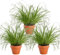 3er-Pflanzen-Set “Katzengras”, +/- 20-30cm, ø 10-15cm Topf, 3x Katzengras für Wohnung und Büro, Ungiftig & Tierfreundlich, Qualität vom Pflanzen Profi, Schneller Pflanzenversand
