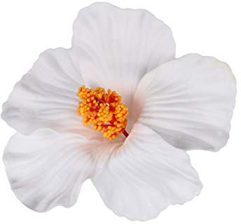 Lurrose 10 Pièces Cheveux De Fleurs Hibiscus Fleur Cheveux Clips Pinces à Cheveux Fleur D'hibiscus Bijoux De Plage Pour Femmes Hibiscus Cheveux Clip Sucré Blanche Enfant Fleur De Bulle