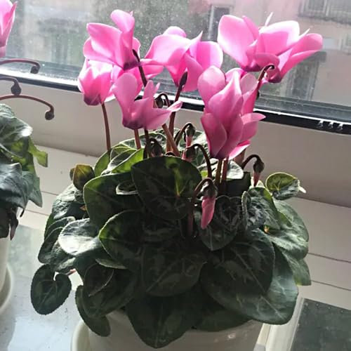 30 pz Semi di ciclamino - fiori da giardino piccoli regali Ciclamino persico - semi di fiori di campo, balcone Piantare fiori, regali di Pasqua semi di fiori, piante da balcone, piante