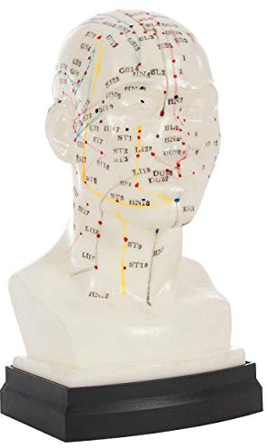 Akupunkturmodell Kopf 20 cm, Anatomie Modell, Anatomische Lehrmittel