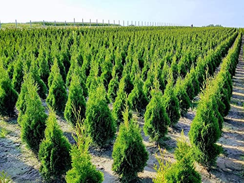 Iglaco THUJA SMARAGD - Immergrüner Lebensbaum Heckenpflanze im Topf (50 Stück, 25-30cm)