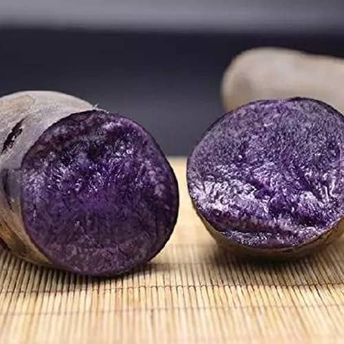 Haloppe 100 Stücke Lila Fleisch Kartoffel Gemüse Samen für Hausgarten Pflanzen, Schwarze Haut Lila Fleisch Kartoffel Samen Garten Gemüse Pflanzen Kartoffelsamen