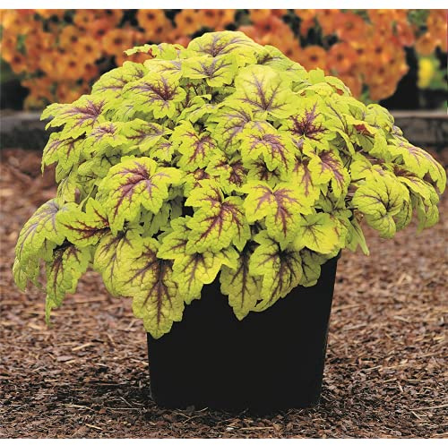 Kientzler Heuchera / Heucherella - Purpurglöckchen ''Stoplight'' - winterhart, im Topf 12 cm, in Gärtnerqualität von Blumen Eber - 12cm