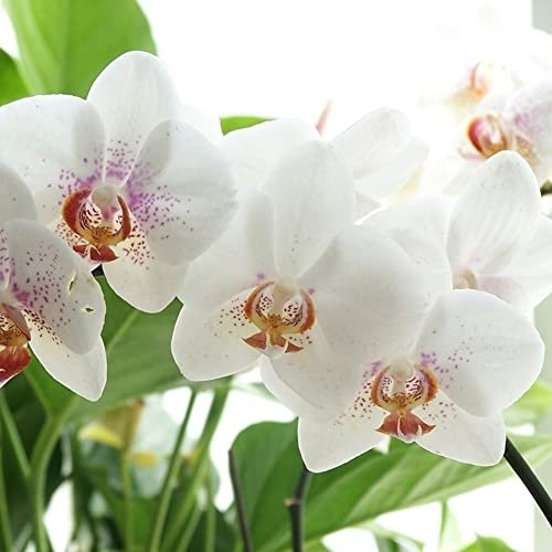 Haloppe 20 Stück Phalaenopsis-Schmetterlings-Orchideen-Blumen-Pflanzen-Samen für Hausgarten-Pflanzung, Phalaenopsis-Schmetterlings-Orchideen-Samen-Hausgarten-Yard-Bonsai-Dekoration Weiß