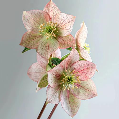 Pianta di rosa di Natale - semi piante da giardino roccioso resistenti piante resistenti da balcone copertura del terreno giardino sul balcone all'inverno per vasi per il Helleborus 500pcs