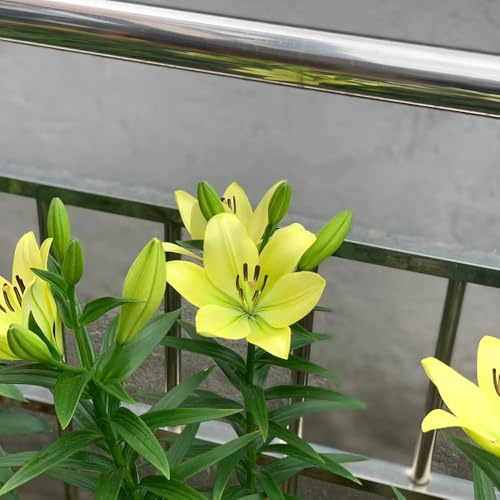 lilien, frühlingsblumen hitzebeständig schnell wachsende 3zwiebeln