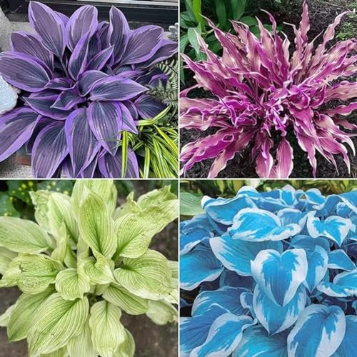 Funkien zwiebeln,Hosta Wurzel,winterharte Blumenzwiebeln,Umwelt verschönern,funkien knollen,funkien rhizome,hosta plant,funkien kaufen,hostas funkien,hosta pflanze winterhart.-8zwiebeln-greenC