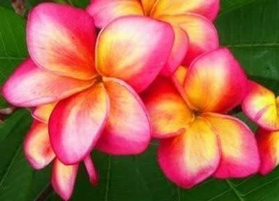 Frangipanier/Plumeria 'Rei Rainbow' 5 Graines
