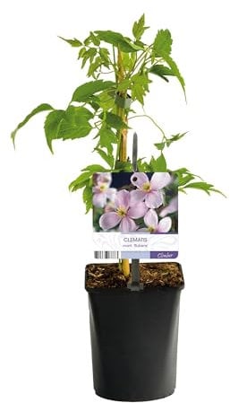 Kletterpflanze - Clematis montana Rubens - Blüte Rosa - Frühblühend - Wenig Pflege - 2 Pflanzen - 30-40cm - Ø10cm - Gartenpflanze