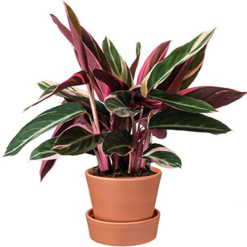 Beliebte Calathea Triostar | Premium Zimmerpflanze Geschenk zu Kaufen | (40-50 cm inkl. Topf)