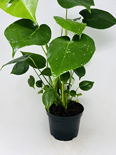 Split Leaf Philodendron 6 Pot - Monstera - Edible Fruit Tastes Like Pineapple