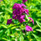 Hohe Flammenblume The King - Phlox Paniculata