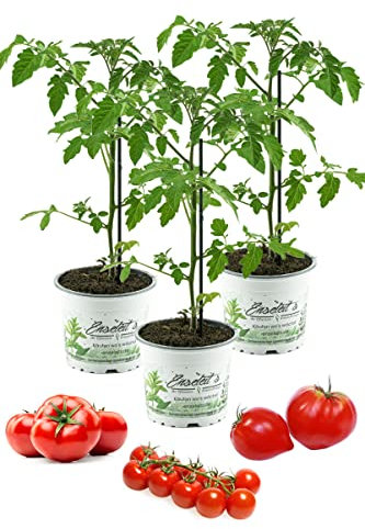 3er Set Tomatenpflanzen, Fleurette F1, Supersweet, Previa F1