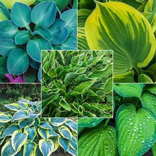 Hosta bulbo,hosta planta,Hosta pianta in vaso,Herbáceas Perennes,bulbo di Hosta,Rizoma Hosta,Hosta,Hosta pianta,Rizoma de hosta,hosta rizoma,hosta pianta,Embellecer el ambiente.-15bulbos-B