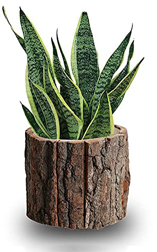 WLICWEI Macetero de Madera, macetas Verticales pequeñas para Plantas, macetas suculentas rústicas, macetas de Madera para decoración de Interiores y Exteriores, jardín, Madera de alcanfor, 12 x 11 c