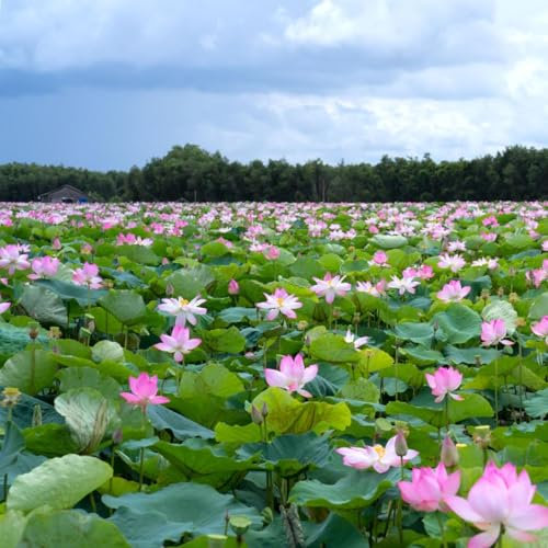 30PCS Lotusblume Samen Wohnung Gemischt,Lotus Teichpflanzen Winterhart Bonsai Lotu Samen für Hausgartens Balkon Garten Dekoration Wasserpflanzen