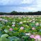 30PCS Lotusblume Samen Wohnung Gemischt，Lotus Teichpflanzen Winterhart Bonsai Lotu Samen für Hausgartens Balkon Garten Dekoration Wasserpflanzen