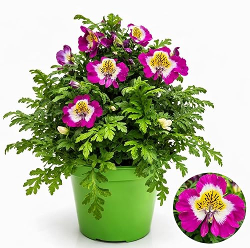 POWERS TO FLOWERS - SCHIZANTHUS, VASO 13 CM DIAMETRO, pianta vera