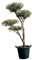 Tropictrees Olea Europea Olivenbaum Pon-Pon - A+ Qualität, Stammumfang 20-25 cm | Mediterraner Baum für Garten & Terrasse | Immergrün, frostresistent & pflegeleicht