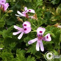 Pélargonium 'Lemon fancy' - Géranium Citronnelle (lot de 3 pieds)