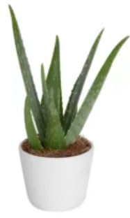 MINI Aloe Vera House Indoor Plant in 5 cm Pot