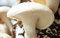 Shiitake Weiß China Pilz (Lentinula edodes) Myzel Spores Spawn Seeds: Seeds Only