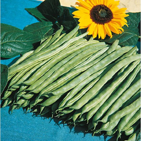 Stangenbohnen Neckarkönigin