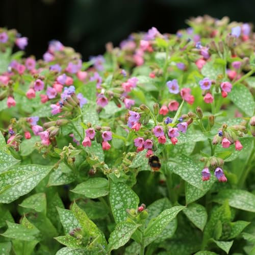 100 piezas Semillas de pulmonaria Semillas de hierbas medicinales, regalo de jardín, semillas de flores para balcón. Pulmonaria rubra semillas de plantas, plantas para lugares soleados,