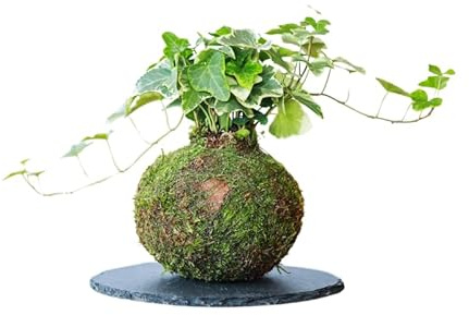 Kokedama mini Hiedra Natural - Kokedama Interior | Bola de Musgo Vivo | Planta Natural | Planta Interior | Decoración Hogar | Fácil Cuidado y Mantenimiento