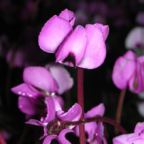 Blumixx Stauden Cyclamen coum – Frühlings-Alpenveilchen, rosa blühende Staude, winterhart, mehrjährig, frühblühend, pflegeleicht, ideal für Beet, Gehölzrand & naturnahe Gärten