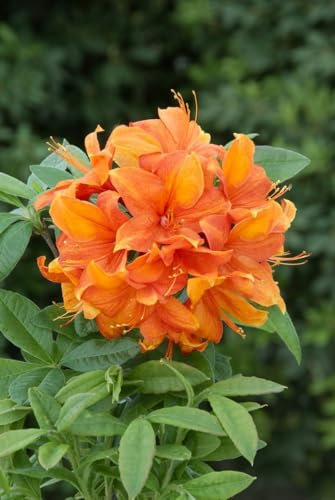Rhododendron luteum 'Goldflamme' 30–40 cm – Winterhart, Mehrjährig, Pflegeleicht – Azalee – Blütenstrauch für Garten & Beet