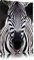 Pixxprint Zebra Porträt, Größe: 120x80cm, Leinwandbild, fertig gespannt, Wandbild, Dekoration, Kunstdruck, kein Poster