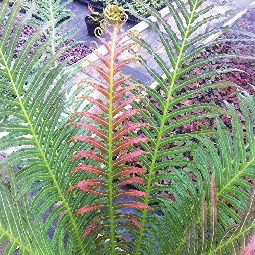 Hardy Garden Dwarf Patio Tree Fern Plant Blechnum Volcano with Colour Changing Leaves, Supplied as 1 x 9cm Blechnum Volcano (Dwarf Brazilian Tree Fern) Pot by Thompson & Morgan