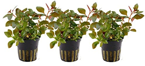 AquaOne Aquarium Pflanze 3 Stück Ludwigia repens 'Rubin' I Wasserpflanze Aquariumpflanze Stängelpflanze voll durchwurzelt einfach pflegeleicht Aquascaping Dekoration