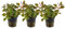 AquaOne Aquarium Pflanze 3 Stück Ludwigia repens 'Rubin' I Wasserpflanze Aquariumpflanze Stängelpflanze voll durchwurzelt einfach pflegeleicht Aquascaping Dekoration