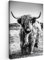 MuchoWow© Wandbilder 40x60 cm Wohnzimmer Wanddeko Schlafzimmer Zimmerdeko Fotowand Zimmer Deko Wand Dekoration Wall Art Schottisches Hochlandrind - Highland Cow - Kuh Bild - Schwarz und Weiß