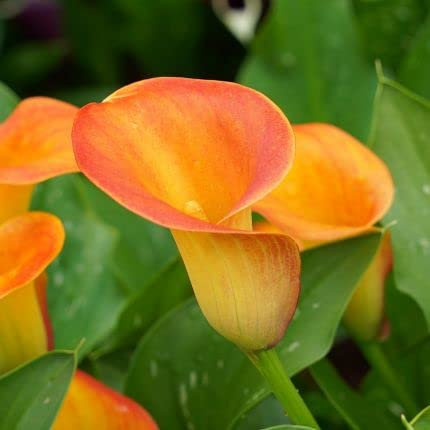 Ponak Neue 100pcs Calla-Lilien-Blumensamen orange