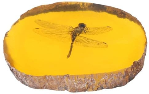 ZIRYXQ Crafts Decor Collection Chinesischer schöner Bernstein Libelle Fossil manuelle Politur Insekten