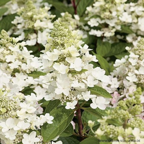 GARTEN SCHLÜTER® Rispenhortensie Magical Fire weiß-rosa-dunkelrosa
