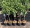 1 Apfelbaum Roter Boskoop im Topf 80-100cm Terrassenobst obstbaum Apfel Malus domestica
