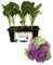 P. Piantine da Orto | Cavolfiore Viola, Kit da 6 piantine, Pianta Pronta per il Trapianto, Pianta Vera da Orto, da Balcone, e da Esterno, Vivaio Italiano