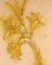 1art1 Leonardo Da Vinci Poster Lilienstudie, 1480-1485 Kunstdruck Bild 50x40 cm