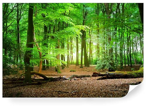 Fototapete Wald Grün Premium Vlies - Vliestapete Tapete Wandtapete Motivtapeten Vliestapeten Wohnzimmer Schlafzimmer moderne Wand Bildtapete Landschaft Natur Baum 416 x 254 cm