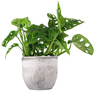 Filodendro pianta vera, Monstera Obliqua o Monkey Leaf | Vaso artigianale FLOB Ø 14 | Altezza 30-35 cm| Flob flower Cemento
