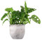 Filodendro pianta vera, Monstera Obliqua o Monkey Leaf | Vaso artigianale FLOB Ø 14 | Altezza 30-35 cm| Flob flower Cemento