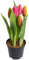Nova-Nature künstliches Tulpenarrangement mit 5 Blütenknospen im schwarzen Kunststofftopf real Touch (Beauty), 12 x 23 cm